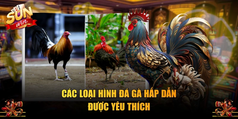 Các loại hình đá gà hấp dẫn được yêu thích