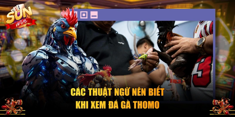 Các thuật ngữ nên biết khi xem đá gà Thomo