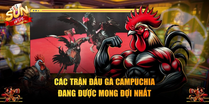 Các trận đấu gà Campuchia đang được mong đợi nhất