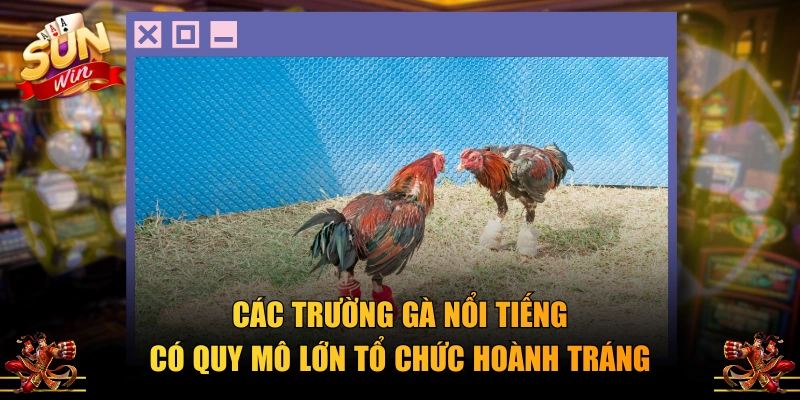 Các trường gà nổi tiếng có quy mô lớn tổ chức hoành tráng