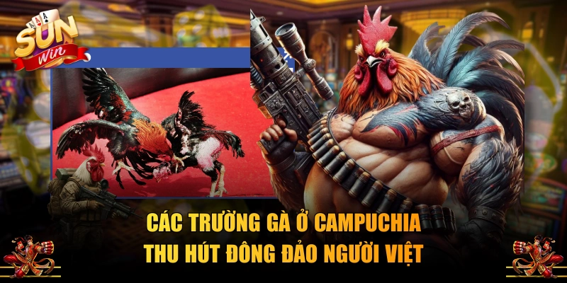 Các trường gà ở Campuchia thu hút đông đảo người Việt