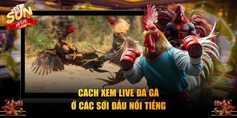 Cách xem live đá gà ở các sới đấu nổi tiếng