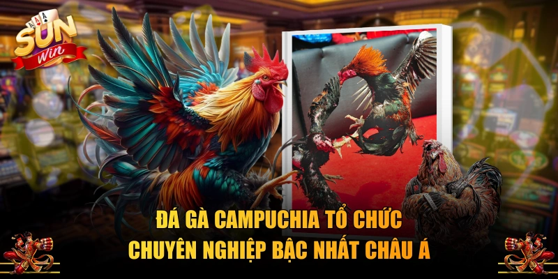 Đá gà Campuchia tổ chức chuyên nghiệp bậc nhất châu Á