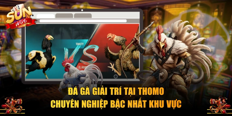 Đá gà giải trí tại Thomo chuyên nghiệp bậc nhất khu vực