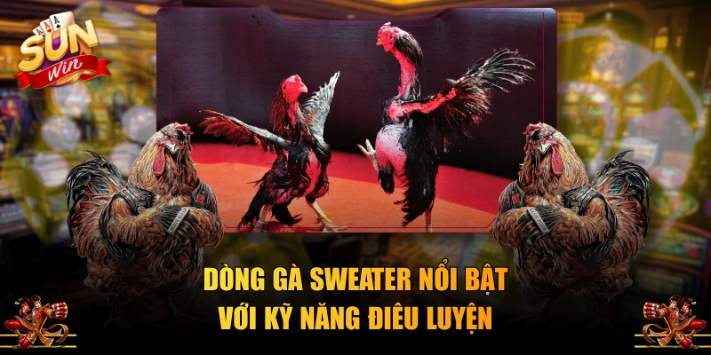 Dòng gà Sweater nổi bật với kỹ năng điêu luyện