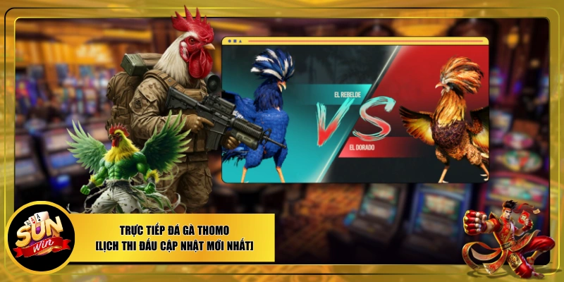 Đá gà Thomo