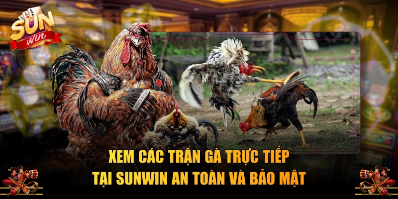 Xem các trận gà trực tiếp tại SUNWIN an toàn và bảo mật