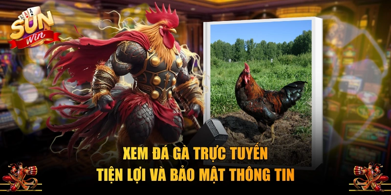 Xem đá gà trực tuyến tiện lợi và bảo mật thông tin