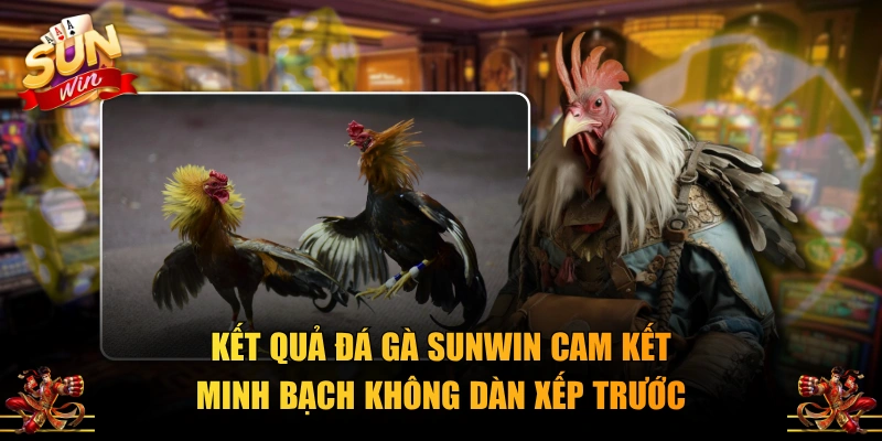 Kết quả đá gà SUNWIN cam kết minh bạch không dàn xếp trước